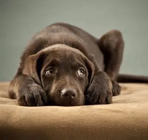 nervous_lab_puppy-studio-portrait-lg-800x600-1 (1) nervous_lab_puppy-studio-portrait-lg-800x600-1 (1)