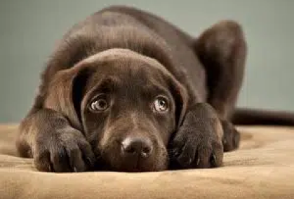 nervous_lab_puppy-studio-portrait-lg-800x600-1 (1) nervous_lab_puppy-studio-portrait-lg-800x600-1 (1)