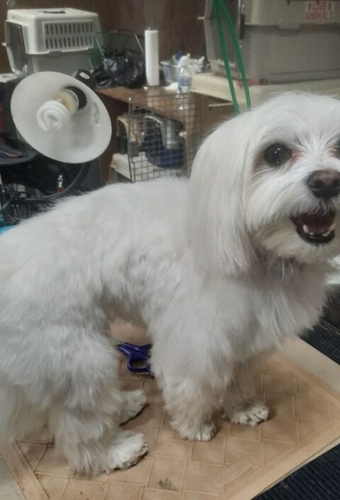 P4-client-pictres-13